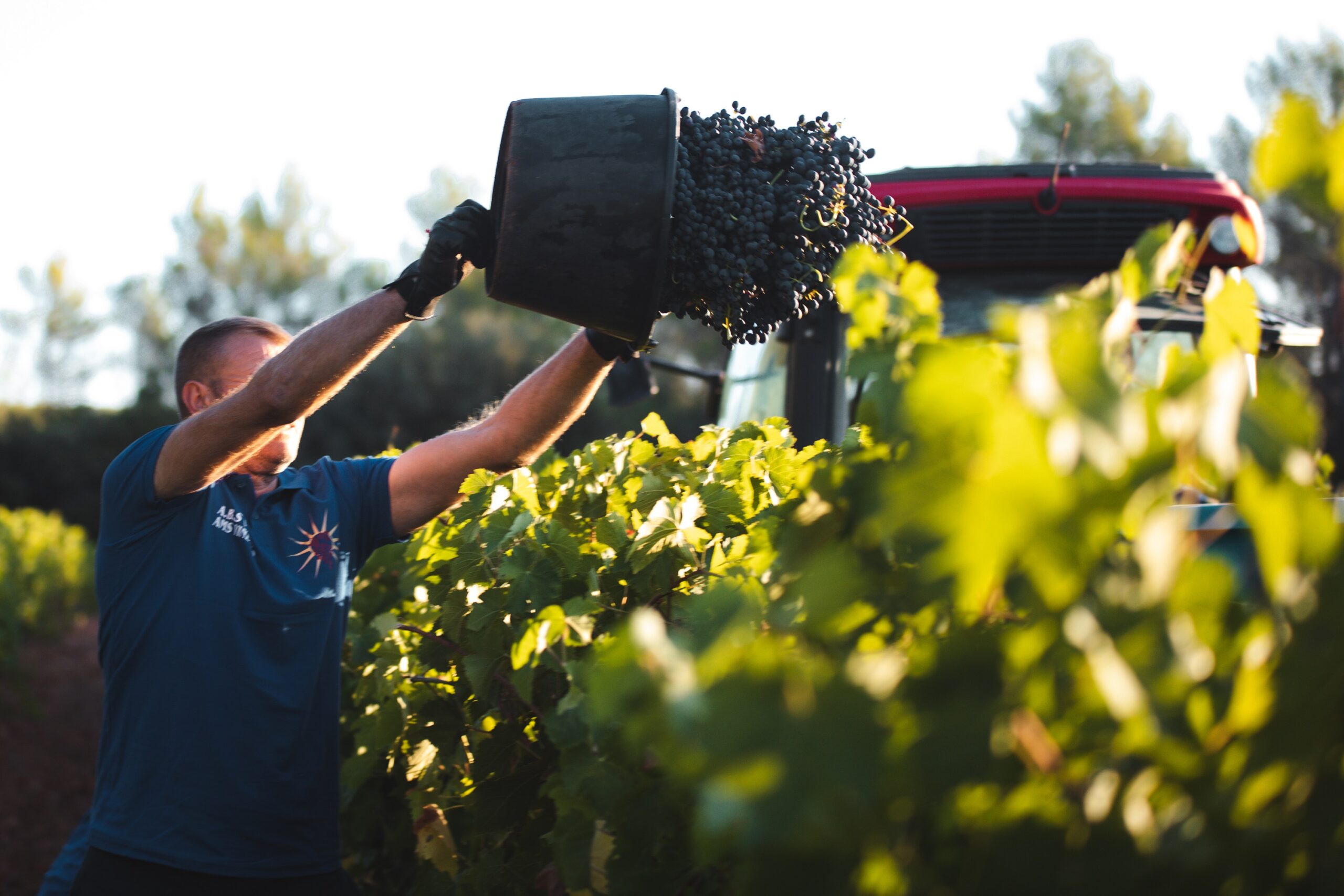 vin rosé de Provence