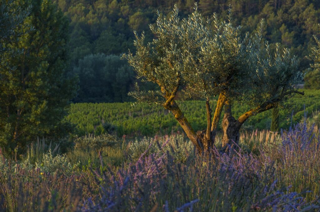 que faire en provence