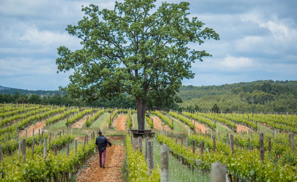domaine Côte de Provence
