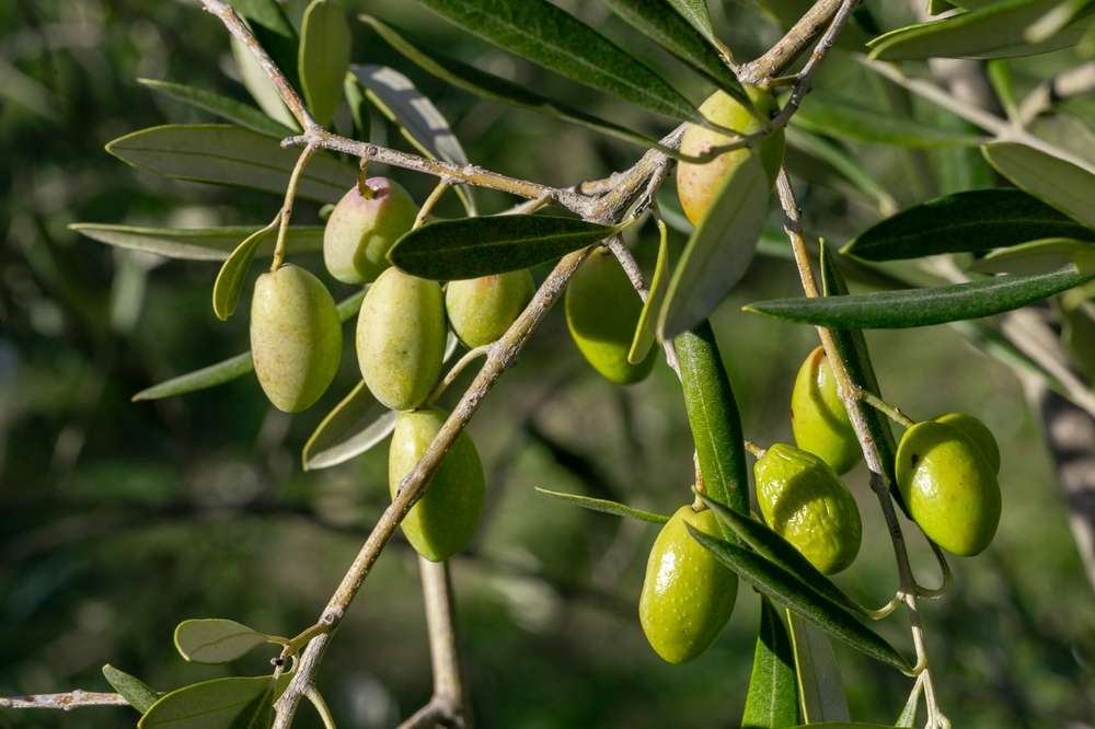 huile de d'olive