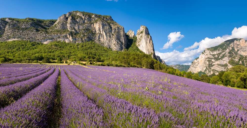Champ de lavande devant un massif de montagne