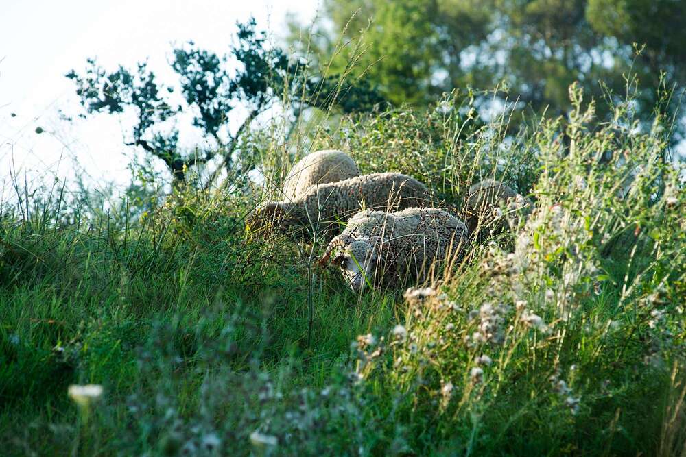   alt: capo cuoco che si occupa della raccolta nell’orto del Castello di Berne, in Provenza